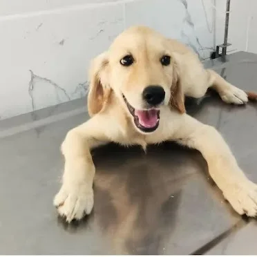Golden retriever yavrusu
