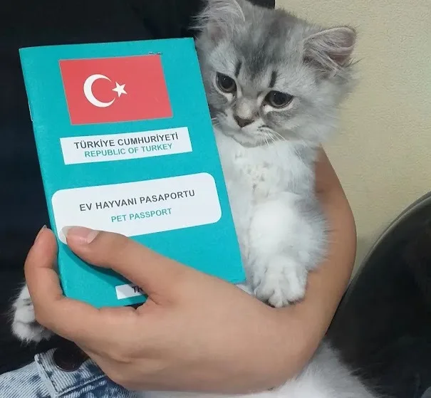 Pasaportu hazır yavru kedi