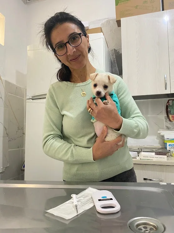 Veteriner hekim kucağında bir chihuahua ile
