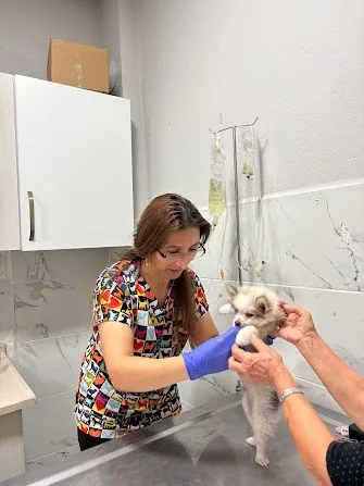 Veteriner hekim bir yavru köpeği muayene ediyor